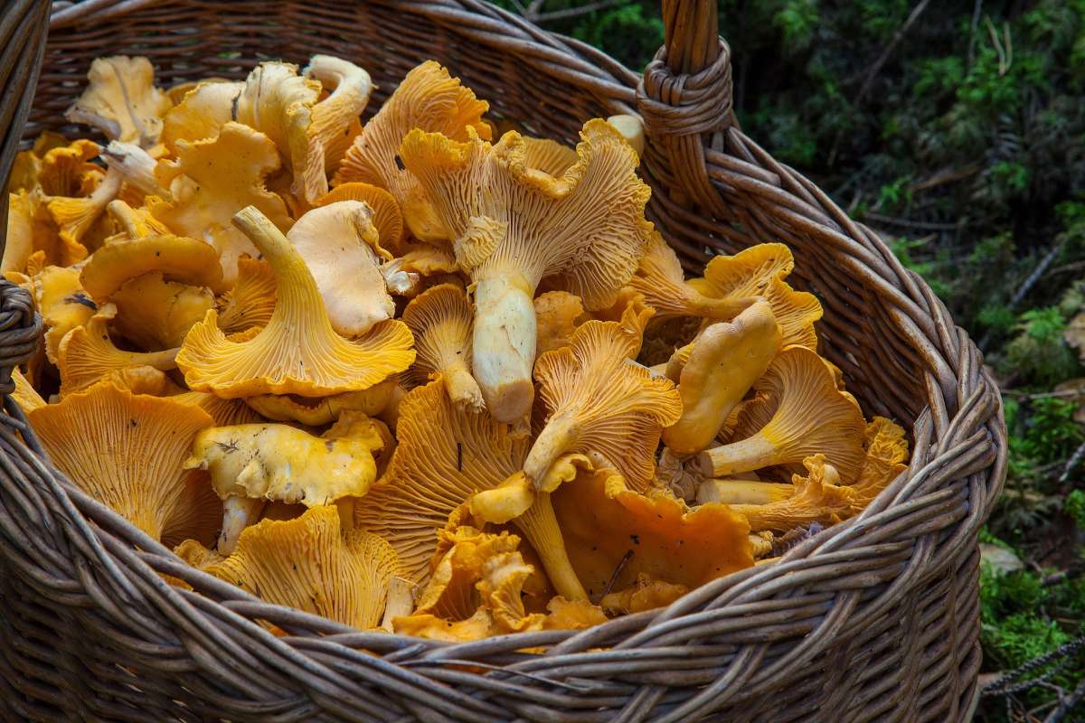 Girolles récoltés après une cueillette de champignons dans la forêt