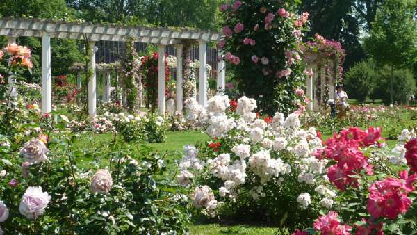 La Roseraie internationale du Parc de la Tête d'Or ©Ville de Lyon