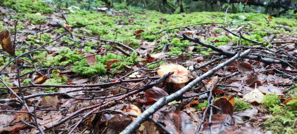 Champignon dans une forêt près de Lyon